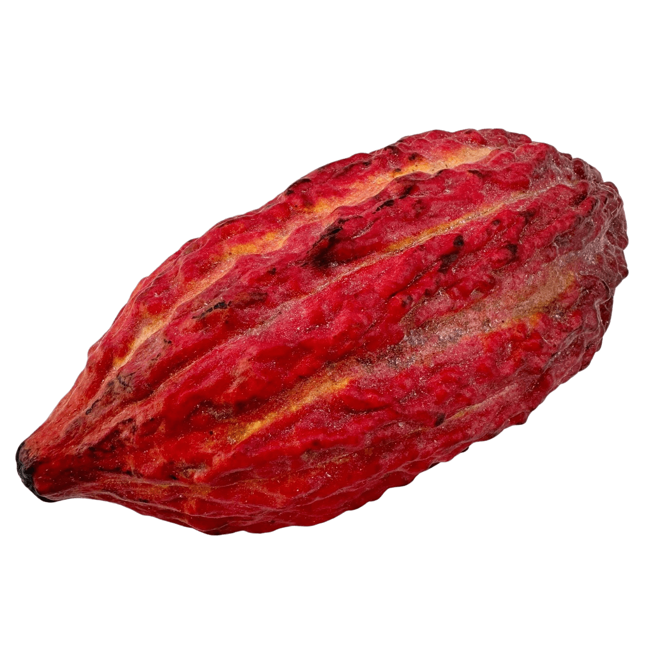 Fresh cacao pod
