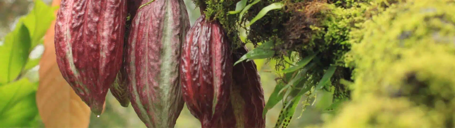 Great chocolate is never made alone.